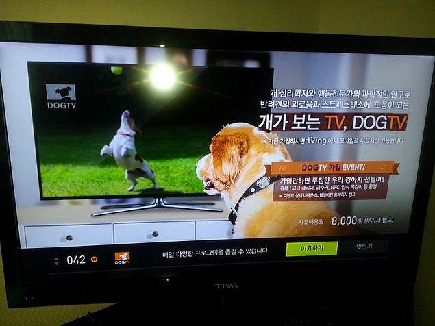 12. "Şu an Kore'deyim ve anladığım kadarıyla köpekler için bir televizyon kanalı var.