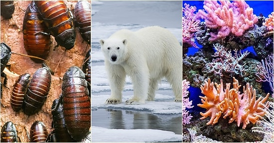 Olası Bir İklim Krizinden En Çok Etkilenecek Olan 10 Canlı Türü