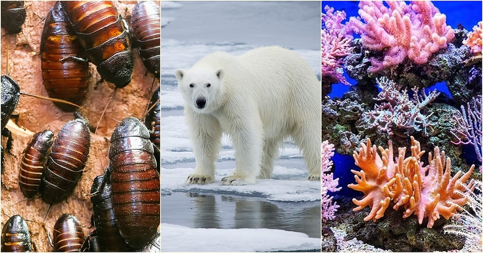 Olası Bir İklim Krizinden En Çok Etkilenecek Olan 10 Canlı Türü