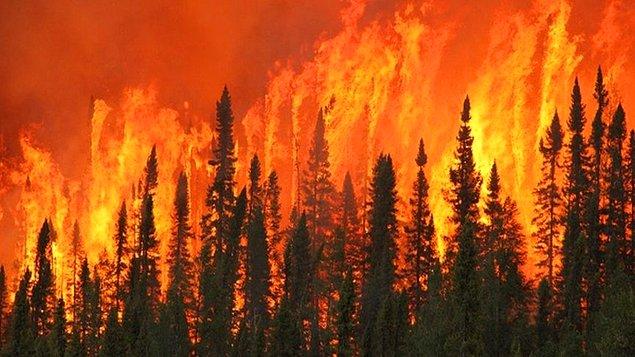 4. Orman yangınlarına sebep olabilecek her türlü şeyden kaçının.