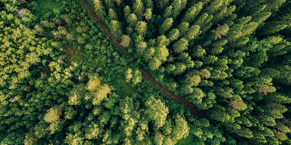 Bu Ağaçlardan Hangisi Ülkemizde Yetişmektedir?