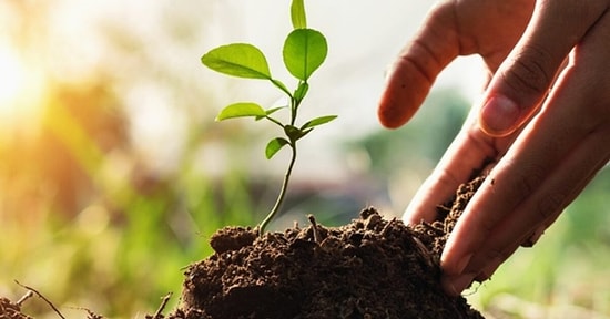 Geleceği Düşünen Bireyler Olarak Neden Her Yıl En Az 1 Tane Fidan Dikmeyi Alışkanlık Haline Getirmeliyiz?