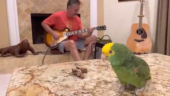 Gitar Çalan İnsan Dostuna Eşlik Eden Kuşu İzlerken Gününüz Güzelleşecek