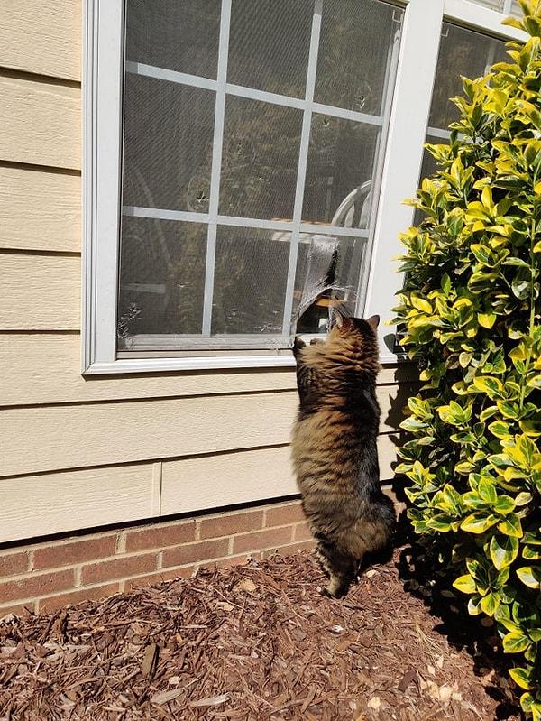 8. "Kedim cama bir delik açmış, eve girip çıkmak için kullanıyor."