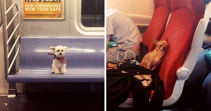 Домашние питомцы на борту: 15 животных, которым пришлось путешествовать и при этом вести себя цивилизованно