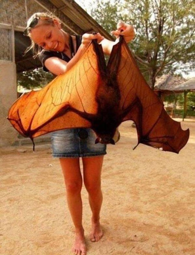 9. Fotoğrafta gördüğünüz yarasa altın taçlı meyve yarasası olarak bilinen dünyadaki en büyük yarasa türüdür.