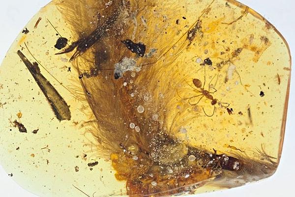 18. Bu amberin içinde tam olarak 99 milyon yıllık bir dinazor kuyruğu bulunmaktadır.