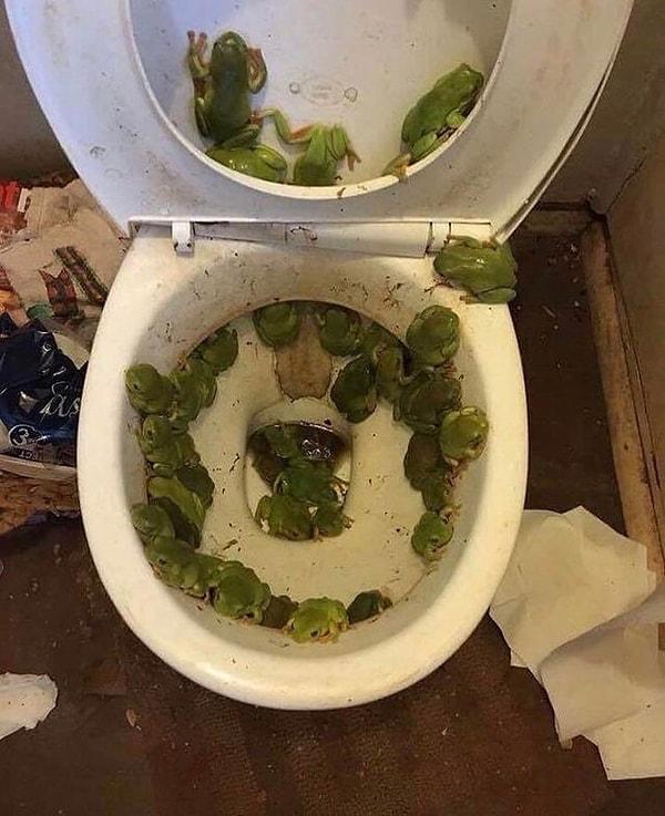 4. "Tuvaletin içinde kurbağa gördüğümde şok olmuştum. Daha sonra sifonu çektim ve sayıları çoğaldı. Kurbağalar o kadar çoktu ki tuvaletin içindeki su gözükmüyordu."