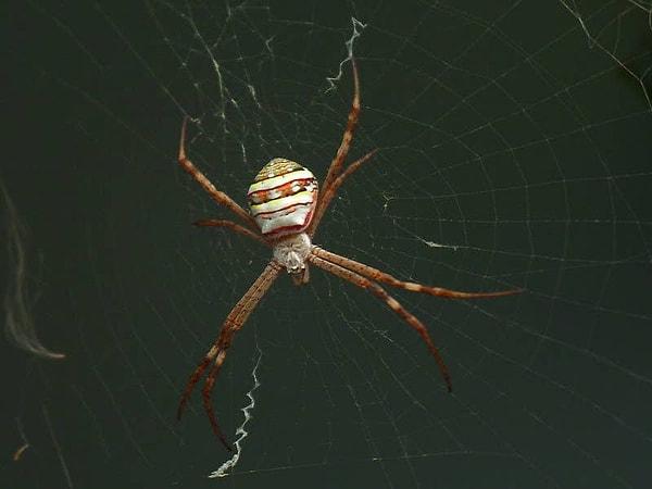 11. "Örümcek fobim var ve düşünülenin aksine Avustralya'da iki hafta kalmama rağmen 1 tane bile örümcek görmedim."