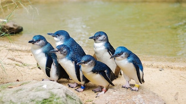18. "Avustralya'da minik penguenler olduğunu bilmiyordum."