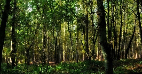 Sürdürülebilirlik Adına Neler Yaptığını Söylüyoruz!