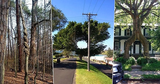 22 дерева, которые наплевали на чужое мнение и делают, что вздумается