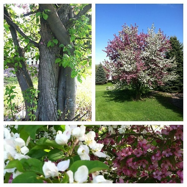 6. "Когда у деревьев любовь напоказ"