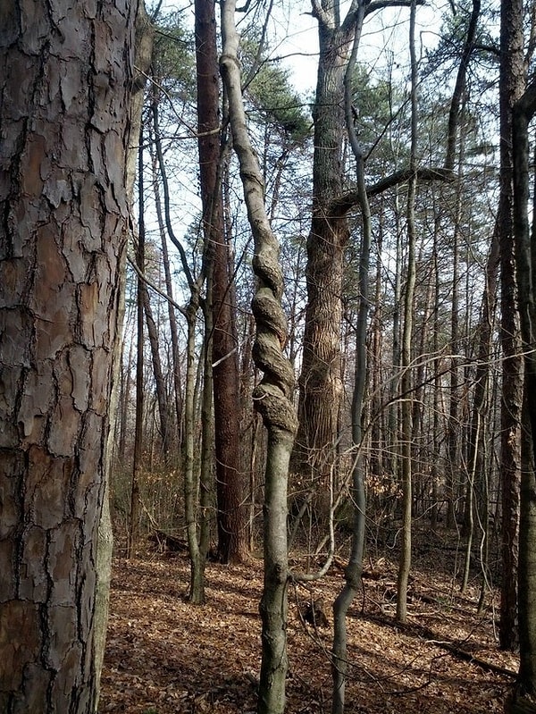 14. "Я в детстве хотел стать танцором"
