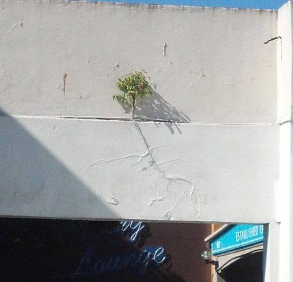 17. "Приходил тут один рукопоп стены красить...Но меня так просто не сломить"