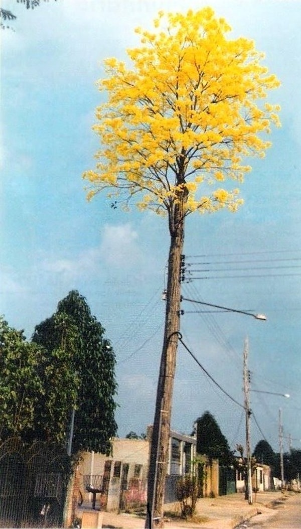 21. «Да, вы меня разрезали и превратили в столь, но я решил вырасти снова!»