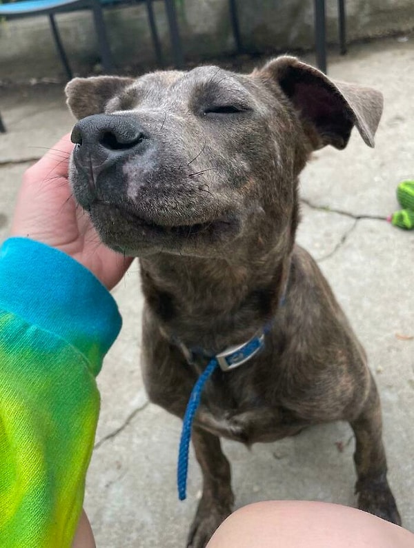 14. Вчера мы приютили 6 месячного песика