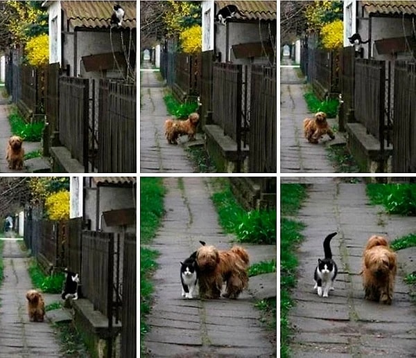 1. Каждый день эта собачка приходит к дому своего друга, гавкает, чтобы он вышел, и они вместе отправляются на прогулку