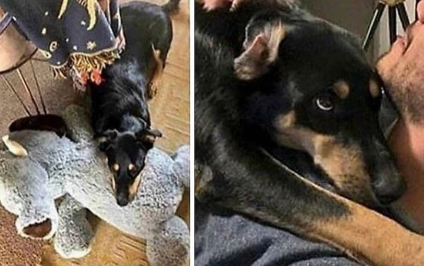 8. Хитрый песик симулирует кашель, чтобы ему уделяли больше внимания