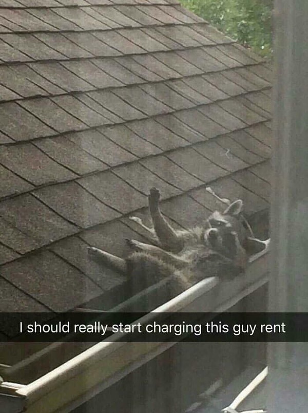 11. Говорит: "Иди сюда чувак, позагораем, солнце прекрасное сегодня"