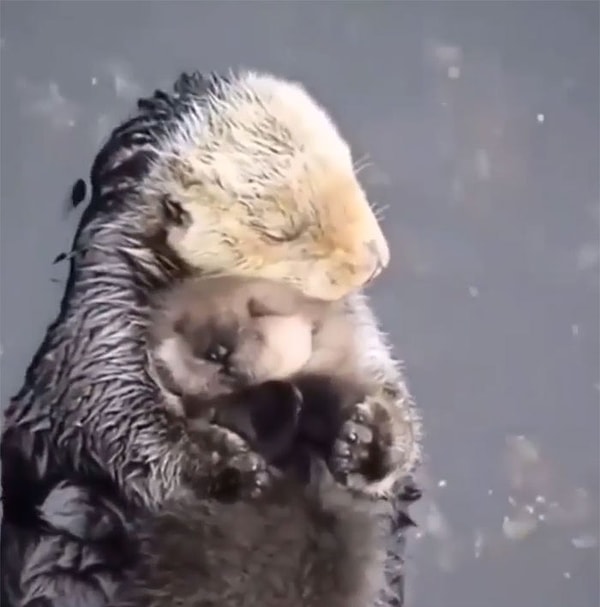 13. Мама калана ублажает своего ребенка