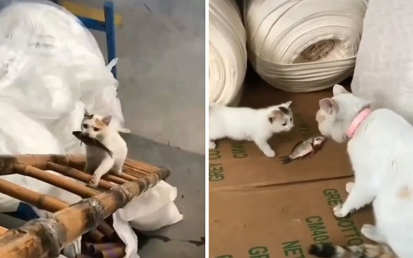 14. Мама-кошка приносит рыбу своему котенку