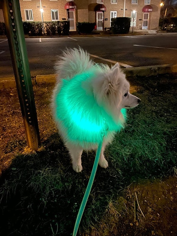 13. Светящийся ошейник для собаки