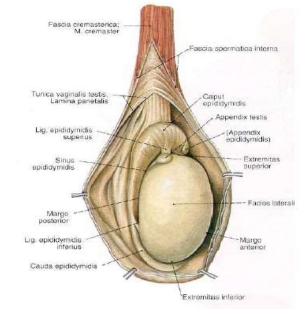 Enormous Labia