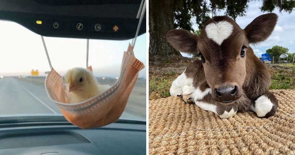 20 самых милых фото с животными, которые сделают ваш день еще лучше