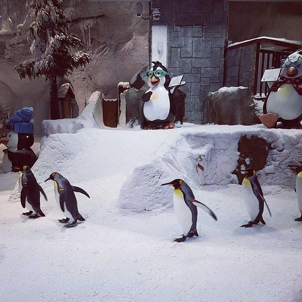 26. Daha önce bahsettiğimiz kapalı mekanda bulunan kayak merkezinde penguenler bile yaşıyor.