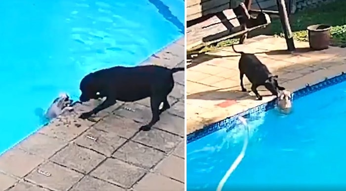 Havuza Düşen Dostunu Kurtarmak İçin Uzun Süre Çabalayan Köpeğin O Anları