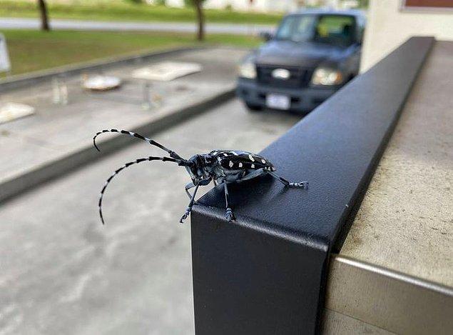 14. "Bu havalı böceği Japonya'nın Okinawa kentinde bulduk."