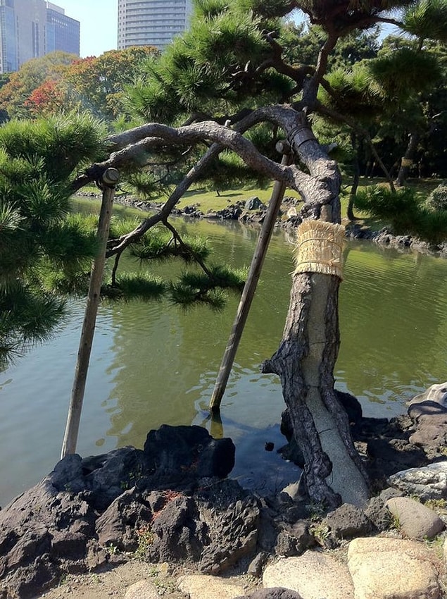 19. Hamarikyu Bahçeleri'ndeki komomaki ağacı sarma geleneği.