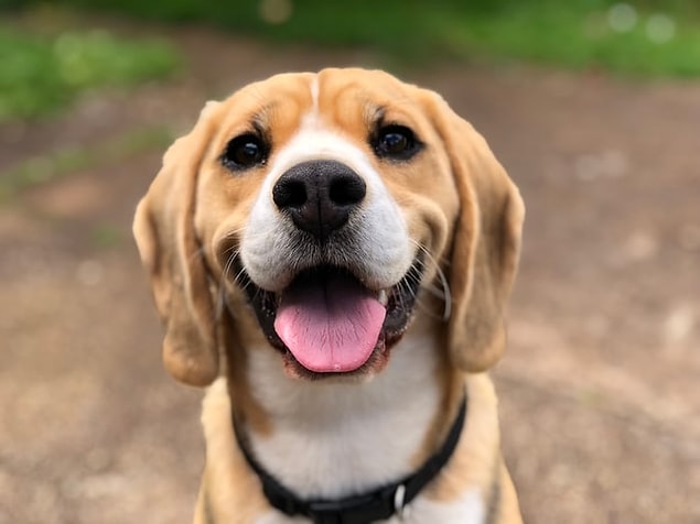 10. "Köpeğimizi zehirlemişti."