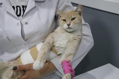 Denizli'de Yaralı Bulunan Kedi Cinsel Saldırıya Uğramış!