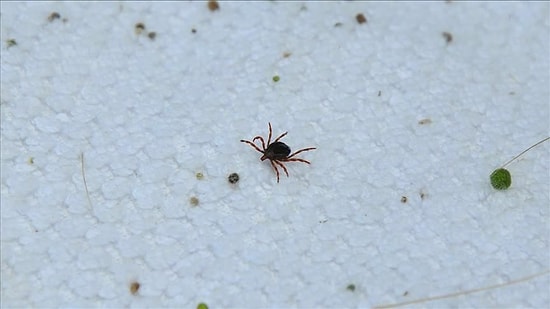 Kırım Kongo Kanamalı Ateşi Görülmeye Başlandı