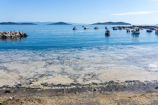 Raporlar Dikkate Alınmamış! Marmara'da Müsilaj Tehlikesine Karşı 9 Kez Uyarmışlar