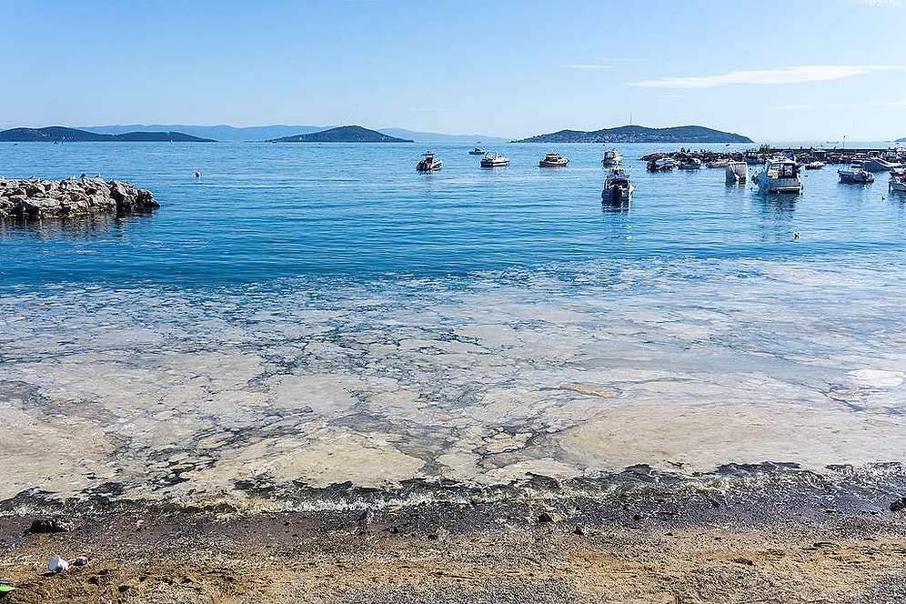 Raporlar Dikkate Alınmamış! Marmara'da Müsilaj Tehlikesine Karşı 9 Kez Uyarmışlar