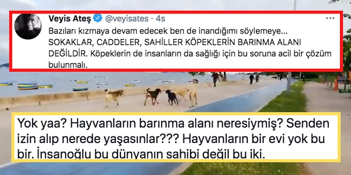 Sokakların Hayvanlar İçin Barınma Alanı Olmadığını Söyleyen Veyis Ateş'in Tepki Çeken Paylaşımı ve Tartışmalar