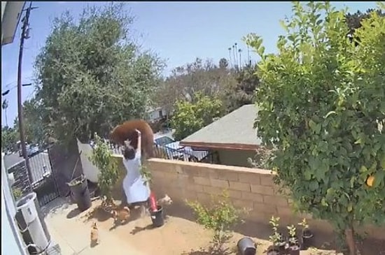 Видео, на котором 17-летняя девочка толкает медведя, чтобы защитить своих собак, набирает бешеные просмотры