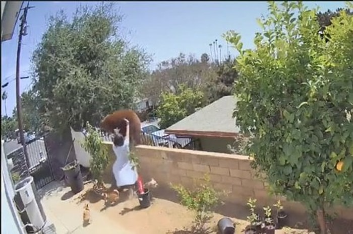 Видео, на котором 17-летняя девочка толкает медведя, чтобы защитить своих собак, набирает бешеные просмотры