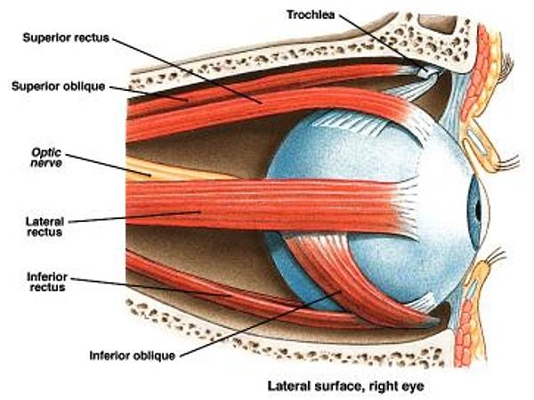 8. Vücuttaki en hızlı kasa sahip organ gözlerimizdir.