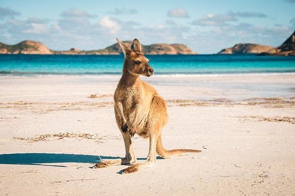 1. Avustralya'daki tüm plajları gezmek 27 sene sürer.