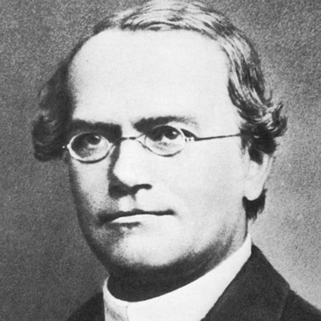 13. Johan Gregor Menden Çekya'da doğmuştur.