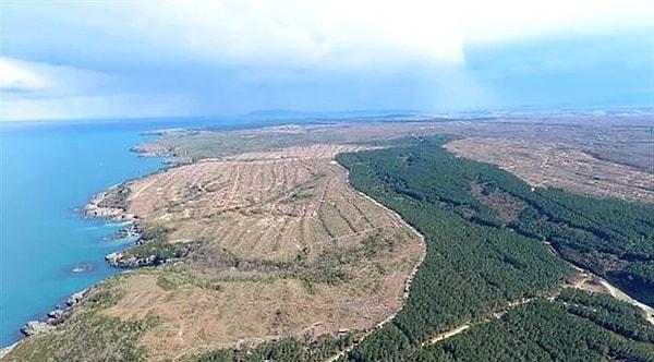 6. Sinop'ta kurulacak olan nükleer santral için 650 bin ağacın yok edilmesi: