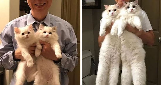 Из крошечных котят в настоящих кошек: 15 фото пушистых четвероногих до и после того, как они выросли