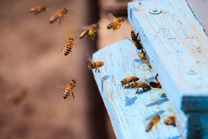 Topluca Ölümler Başladı: Güney Afrika'da Arılar Arasında Yeni Bir Hastalık Yayılıyor