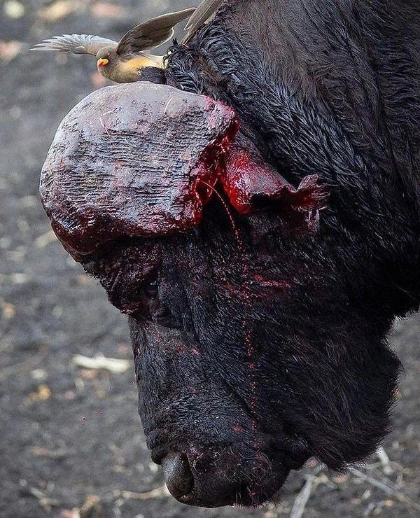 7. Dişi bir bizon için kendi cinsiyle kavgaya tutuşan ve bu kavgada boynuzlarını kaybeden bir bizon: