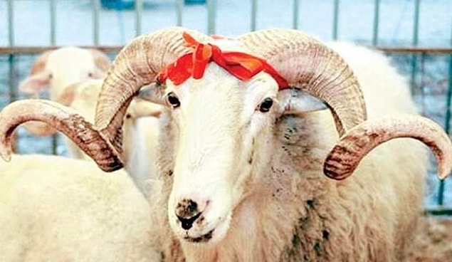 Kurban Bayramı Ne Zaman, Hangi Gün?