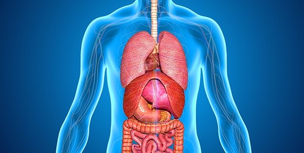 13. Situs inversus bireyin üst karın bölgesindeki iç organlarının ayna şeklinde yer değiştirdiği ender rastlanan genetik bir rahatsızlıktır.